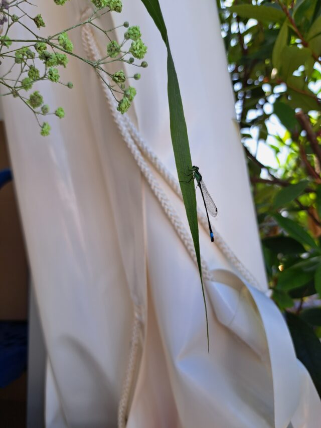 Freie Trauzeremonie in der Natur